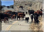cows on road