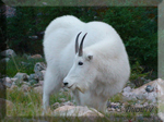 Mountain goats in Jasper National Park