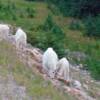 Mountain goats in Jasper National Park.
Photo taken on September 19, 2008.
VRIDETV.com is VIRTUAL RIDING TELEVISION
