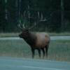 Elk in Jasper National Park, Alberta Canada.
VRIDETV.com is VIRTUAL RIDING TELEVISION