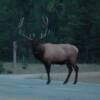 Elk in Jasper National Park, Alberta Canada.
VRIDETV.com is VIRTUAL RIDING TELEVISION