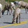 Mountain sheep in the middle of the Kananaskis Trail in Alberta. these big horn sheep seem to be licking the salt off of the road and cause a bit of a traffic jam. Well not really I was the only one there and was loving it!

VRIDETV.com is VIRTUAL RIDING TELEVISION