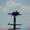 Osprey in nest on top of a telephone pole, 30 kms outside of Cranbrook, British Columbia, Canada. June 26th, 2006.
VRIDETV.com is VIRTUAL RIDING TELEVISION