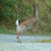 White tailed deer in mid launch.

VRIDETV.com is VIRTUAL RIDING TELEVISION
