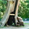 Hollow tree at Stanley Park, Vancouver, British Columbia, Canada.
VRIDETV.com is VIRTUAL RIDING TELEVISION