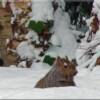 Western Gray Squirrel up to his shoulders in the snow.