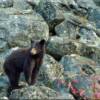 Black bear at the side of Duffey Lake Road (99 South) near Duffey Lake Provincial Park, British Columbia, Canada.

VIRTUAL RIDING TELEVISION

 VRIDETV.com