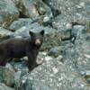 Alongside Duffey Lake Road: There have been other sightings of black bears in our travels but for the most part they have been only brief glimpses, which made capturing this footage quite exciting. check out the video by clicking the HD video tab at the top of this page.