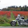The blueberry fields near Fort Langley British Columbia made for a great backdrop for our camera bike.
More on this 2003 Harley-Davidson VRSCA V-ROD can be found by clicking the Camera Bike tab on the top of the page.