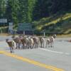This herd of big horn sheep were on the Kananaskis Trail right at the entrance to Peter Lougheed Provincial Park in Alberta Canada.
Watch the video by clicking on the HD video tab at the top of this page.