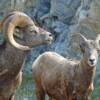 It was an amazing experience being so close to the beautiful big horn sheep in Jasper National Park, Alberta Canada.
