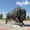 This beautiful buffalo sculpture is at The Wanuskewin Heritage Park outside of Saskatoon Saskatchewan is a cultural complex honoring the history & artwork of First Nations people with exhibits & events. Thank you Brenda E for the tour.