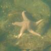 Starfish underwater at the harbour in Ucluelet, British Columbia Canada. Near the Ucluelet waterdome.
