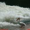 The American white pelican at the weir in Saskatoon, Saskachewan, Canada.
VRIDETV.com is VIRTUAL RIDING TELEVISION