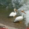 A pair of American pelicans at the weir in Saskatoon, Saskatchewan, Canada.VRIDETV.com is VIRTUAL RIDING TELEVISION