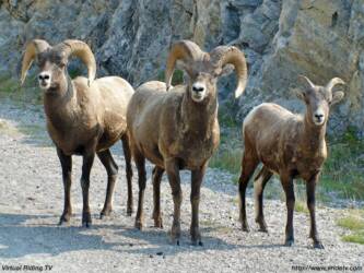Big horn sheep family in Banff National Park, Alberta Canada. vridetv.com Virtual Riding TV